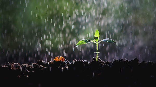The Rain and the Soil: How Women Reveal the Hidden Torah